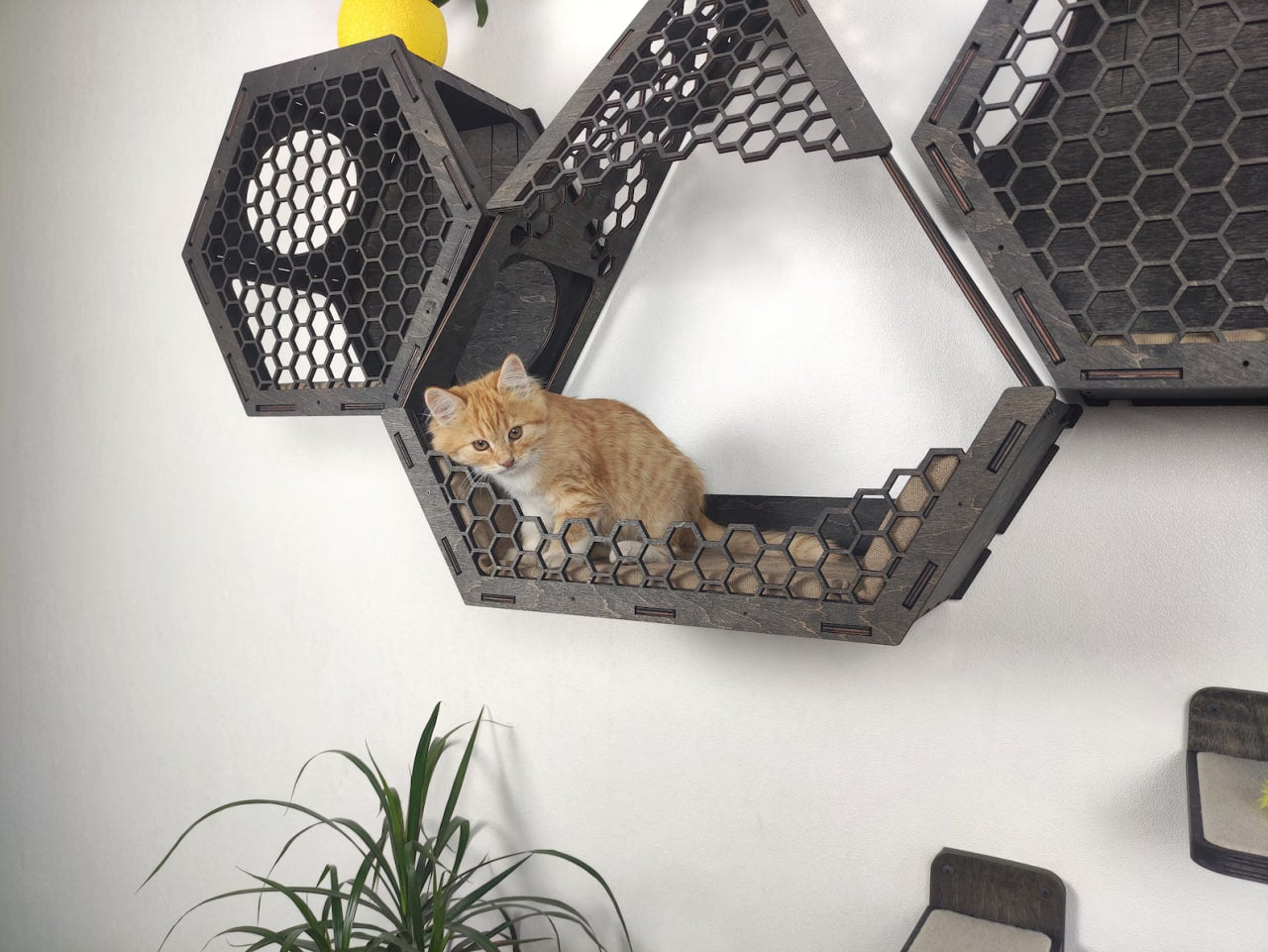 Shelves for a cat wall / Dark & Cat condo set